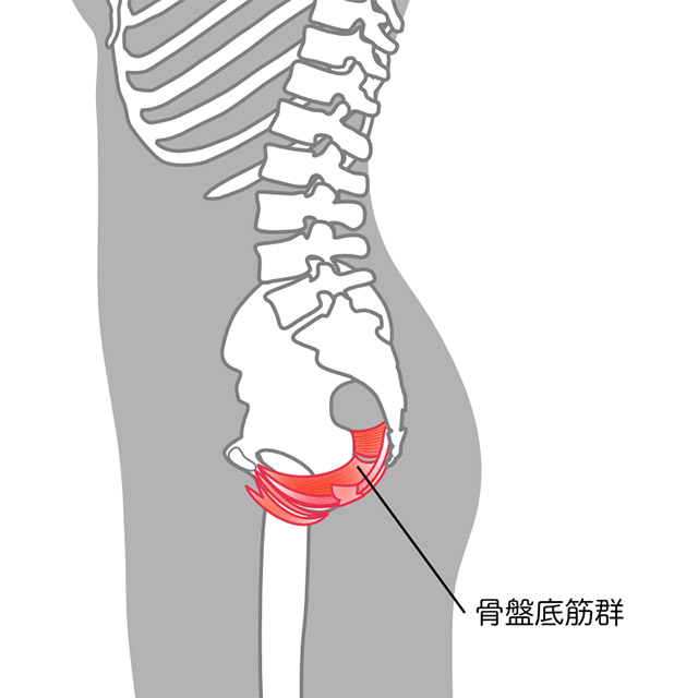 骨盤底筋って、何？