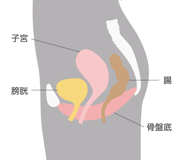骨盤底筋の主な役割